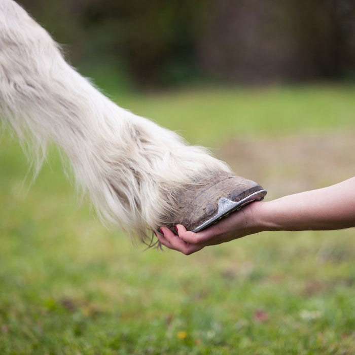 <meta charset="utf-8"><span>Your horse's hooves are an important aspect of their overall health. </span><strong>By providing your horse with a balanced diet and including sources of biotin, calcium, organic zinc, MSM, and bio-available nutrients from Rose Hip, Nettle, and Australian Kelp, you can help promote strong, healthy hooves.</strong>