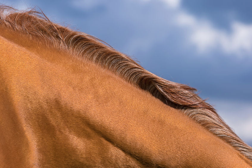 Natural Solutions for Itchy Horses
