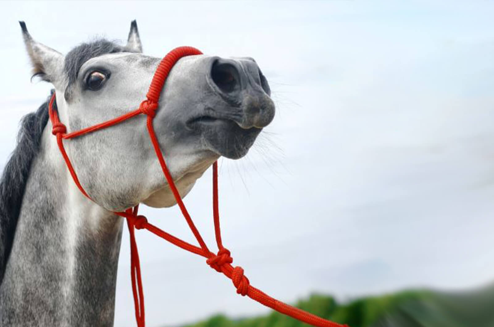 magnesium calming supplement for horses