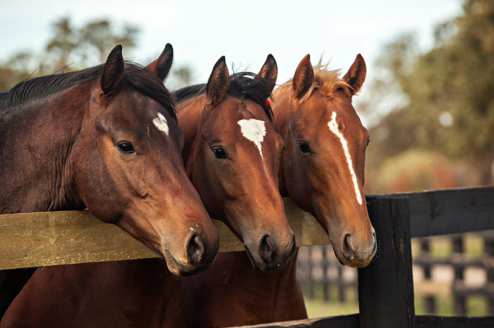 Understanding Amino Acids in horses body as protein building blocks <meta charset="utf-8">
<p><span>Amino acids are the building blocks of protein. </span>Inside a horse’s digestive system and stomach the bonds between amino acid chains are broken, unravelling the structure and converting them into useable proteins.</p>