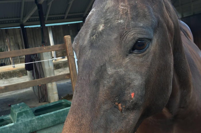 Queensland Itch, Itchy Mane and Tail, Sweet Itch, Sweat Itch, Summer Itch or Summer Eczema Queensland Itch, Sweet Itch or Summer Itch is a form of allergic skin irritation in horses caused by bites from midges called Culicoides. Horses suffering from Queensland Itch show various signs of restlessness including tail swishing, rubbing & bucking. Equidae has a range of products that may offer relief from Queensland Itch.