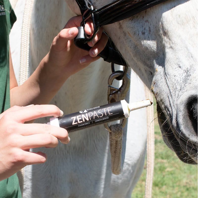 Zenpaste horse calming paste being given to stressed out horse which is anxious before a showjumping event in Australia