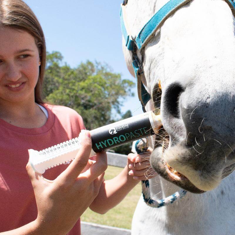 Dehydrated horse being given horse electrolyte supplement to assist with rehydration and recovery in hot summer weather