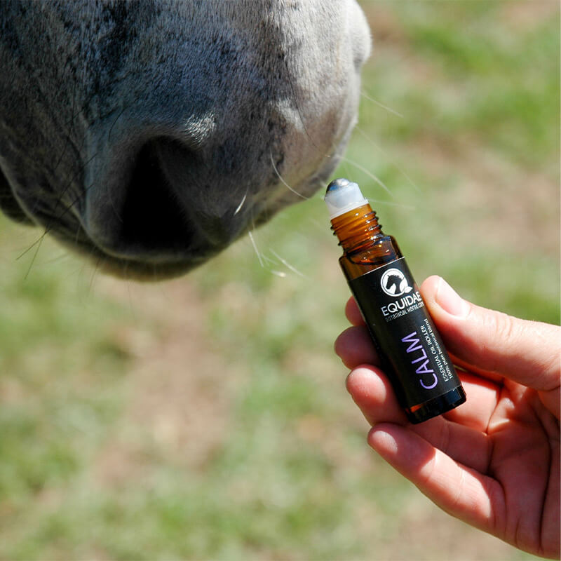 Bottle of essential oils for horses being rubbed on horses nose to help it relax before a dressage event