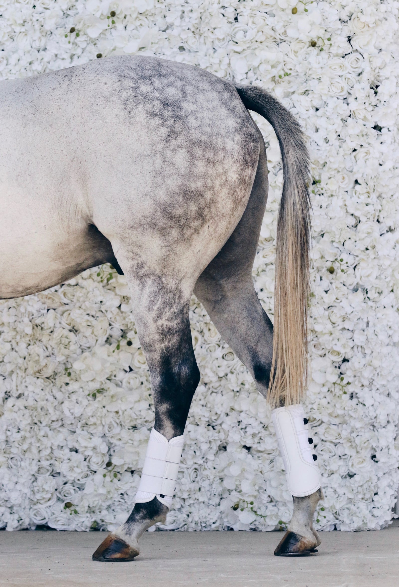 Ulcers and The Equine Microbiome