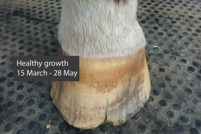 <p>Healthy hooves are the foundation of a healthy horse. While several factors can influence hoof integrity, balanced nutrition is crucial for the development of strong hooves. The hoof consists of highly metabolically active tissue that remains in a constant state of growth, making it incredibly sensitive to any nutrient deficiencies. </p>
<p>Many horse owners may turn to biotin for horses with weak, brittle hooves. But healthy hooves also rely on other vitamins, minerals, and essential amino acids that play critical roles in hoof growth.</p>