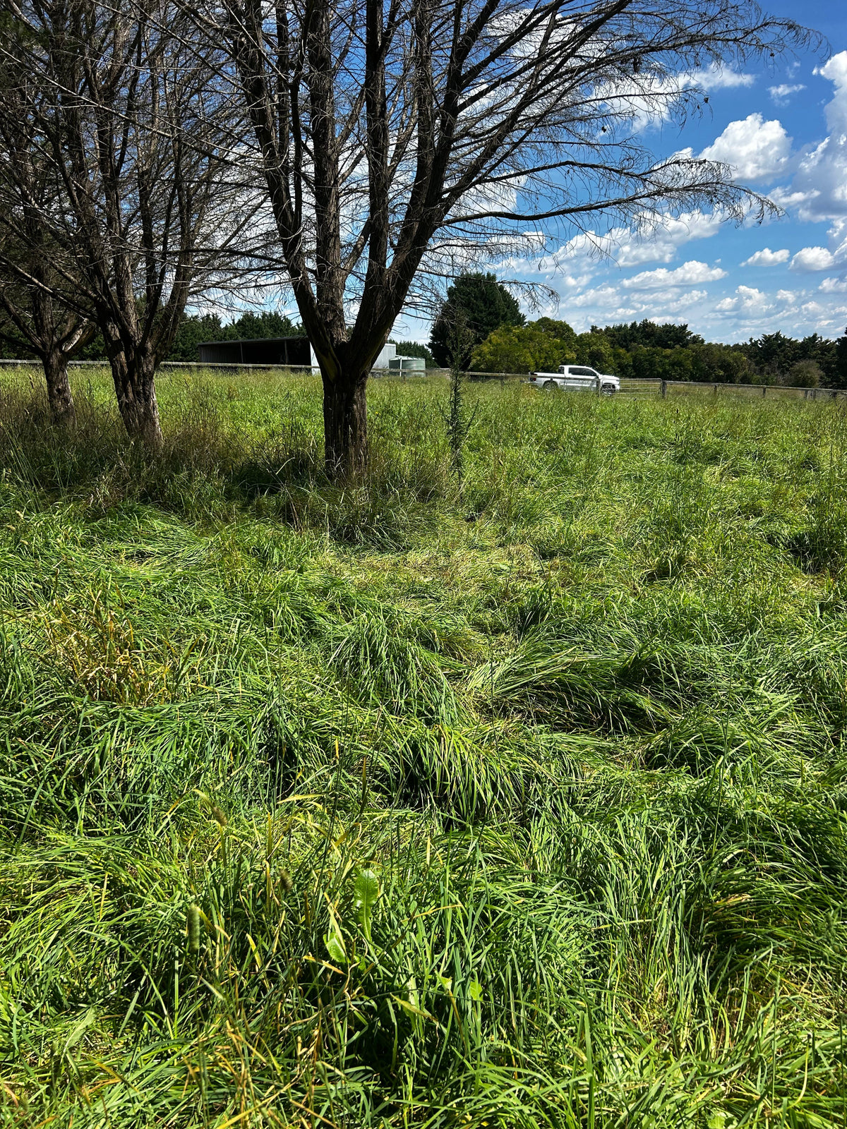lush green grass paddock