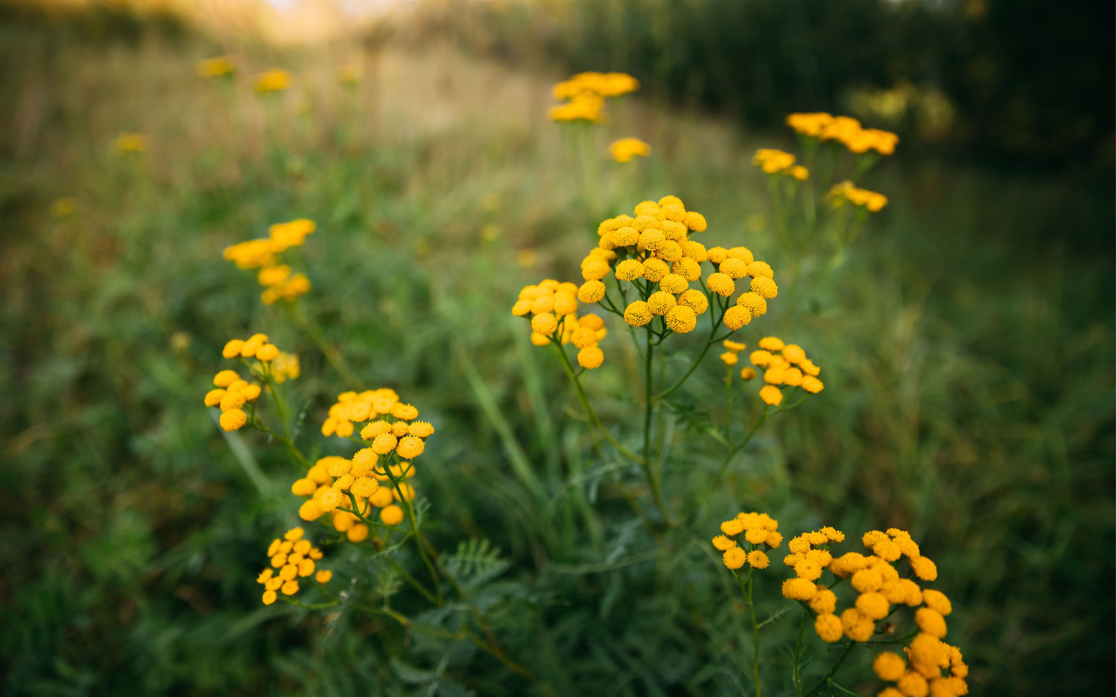 Blue Tansy: Nature’s Gentle Bug-Repellent for Your Equine Friends