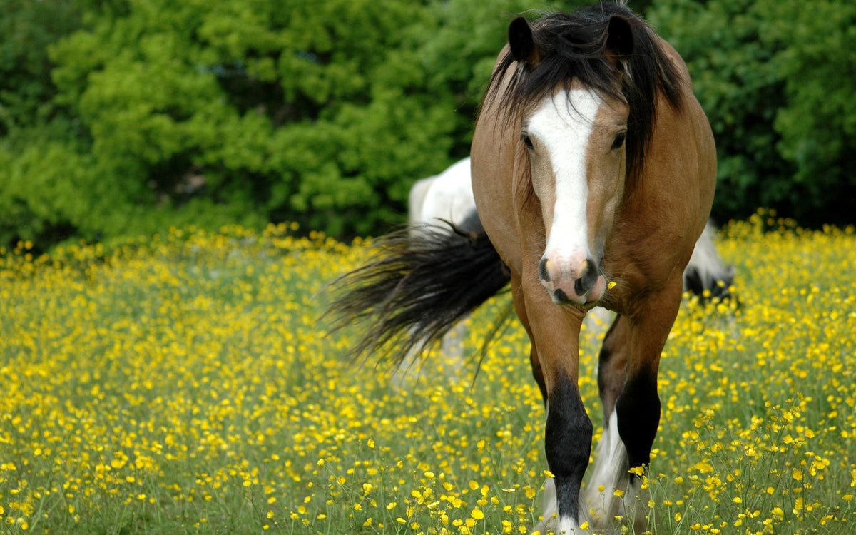 Sun Protection for Your Horse – How to Prevent and Treat Photosensitivity