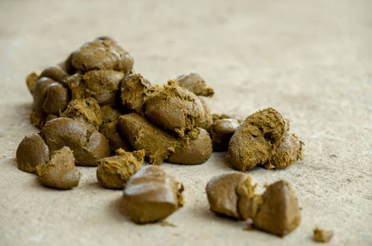 Horse stomach ulcers being treated with equine probioticics and prebiotics contained in GUTonic for better gut health