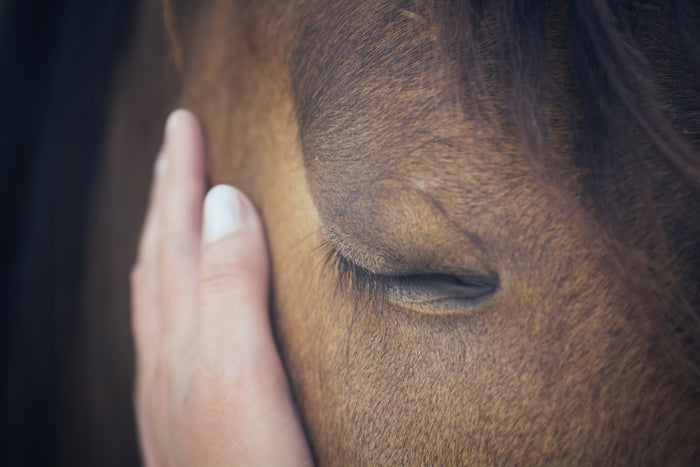 <p><meta charset="utf-8">Horses mirror the energy around them. When life gets busy, they feel it too. ZenBlend was created to help restore calm, focus, and connection — the foundation of every great partnership.</p>