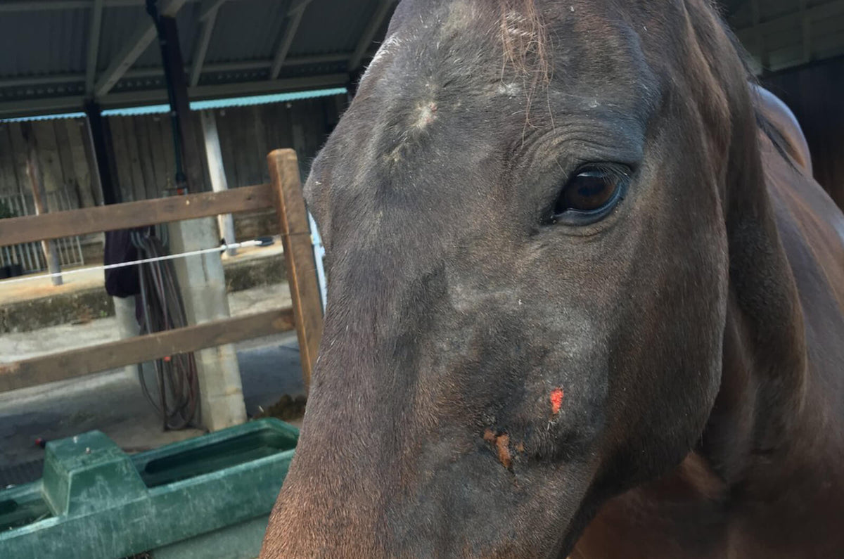 Queensland Itch, Itchy Mane and Tail, Sweet Itch, Sweat Itch, Summer Itch or Summer Eczema