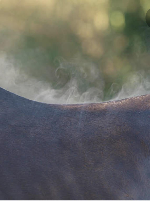 Electrolytes for Horses