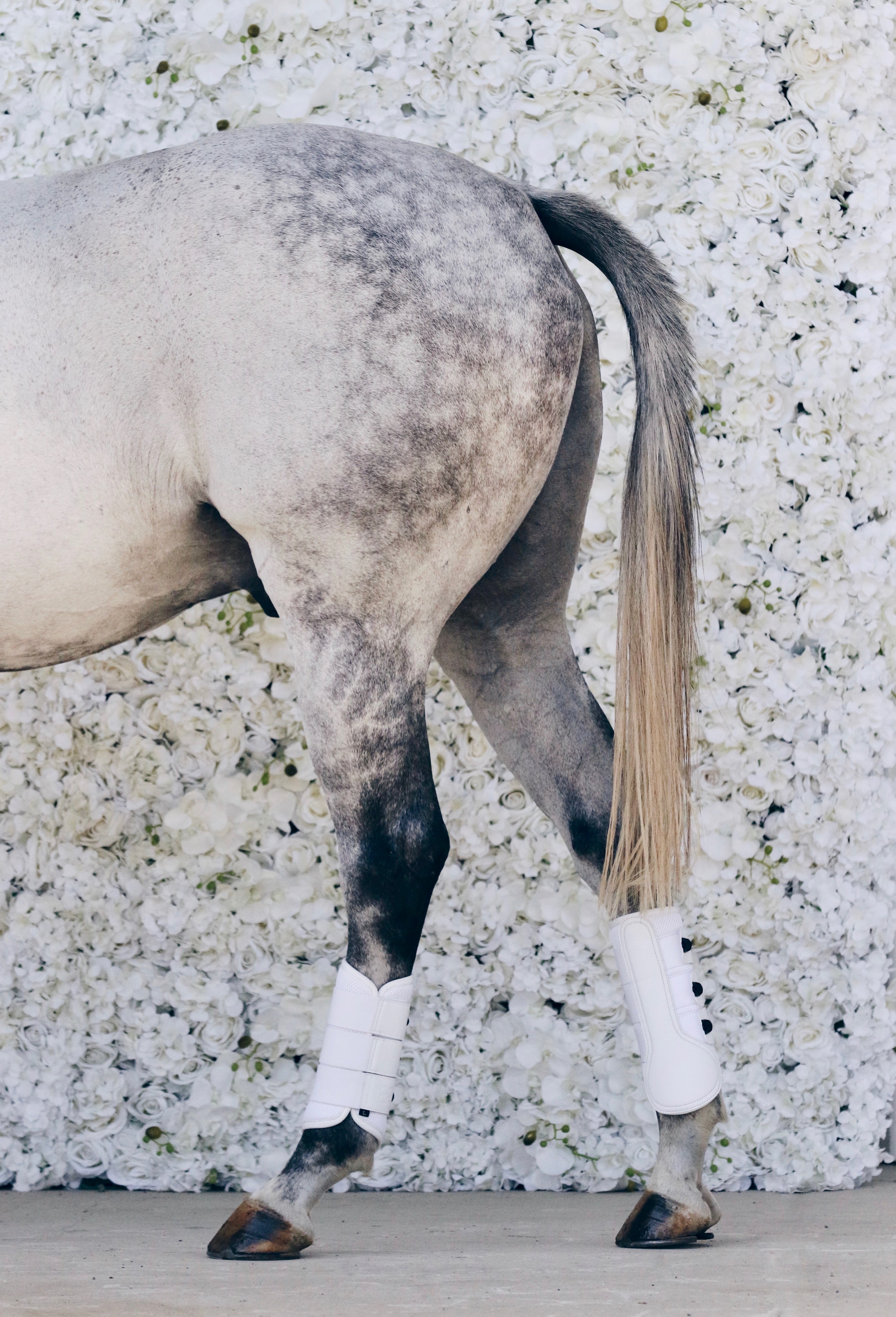 Equine Gut & Digestive Health