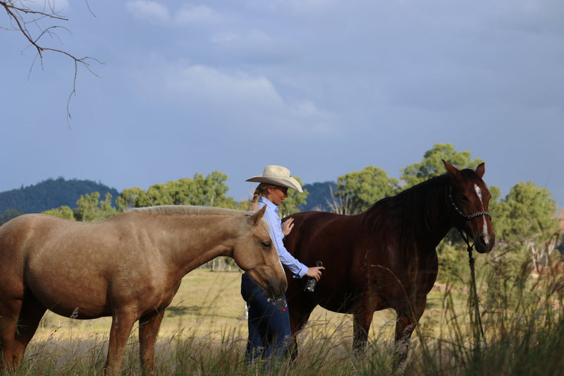 Grooming & Horse Care