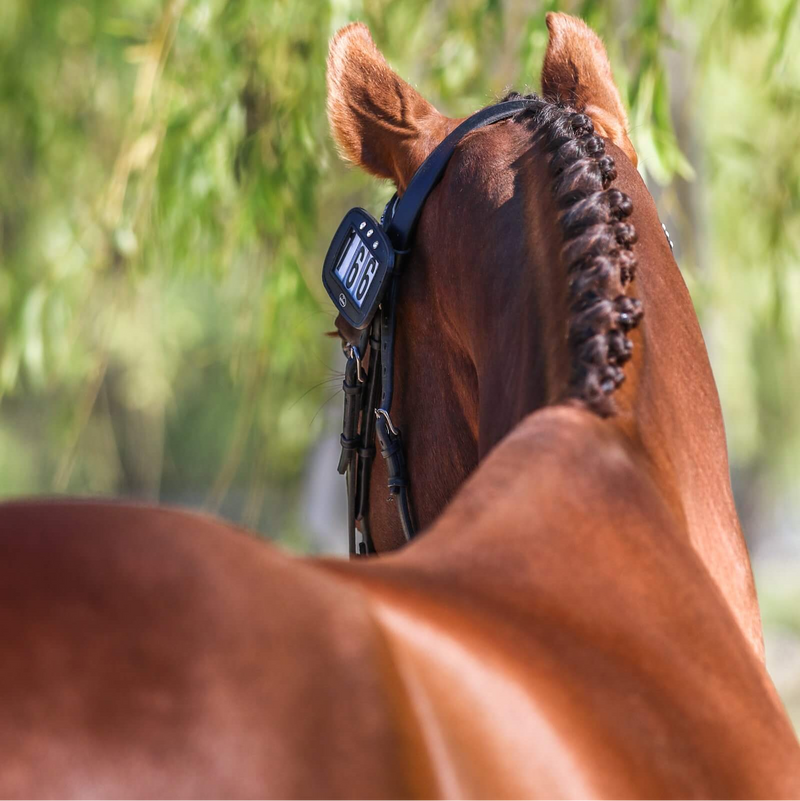 Turnout & Horse Show Prep