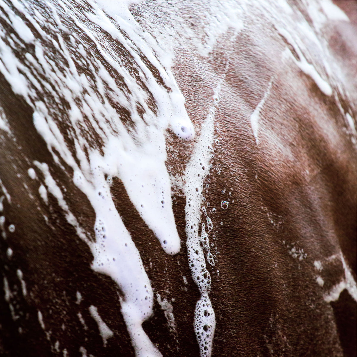 Trio of Natural Shampoo