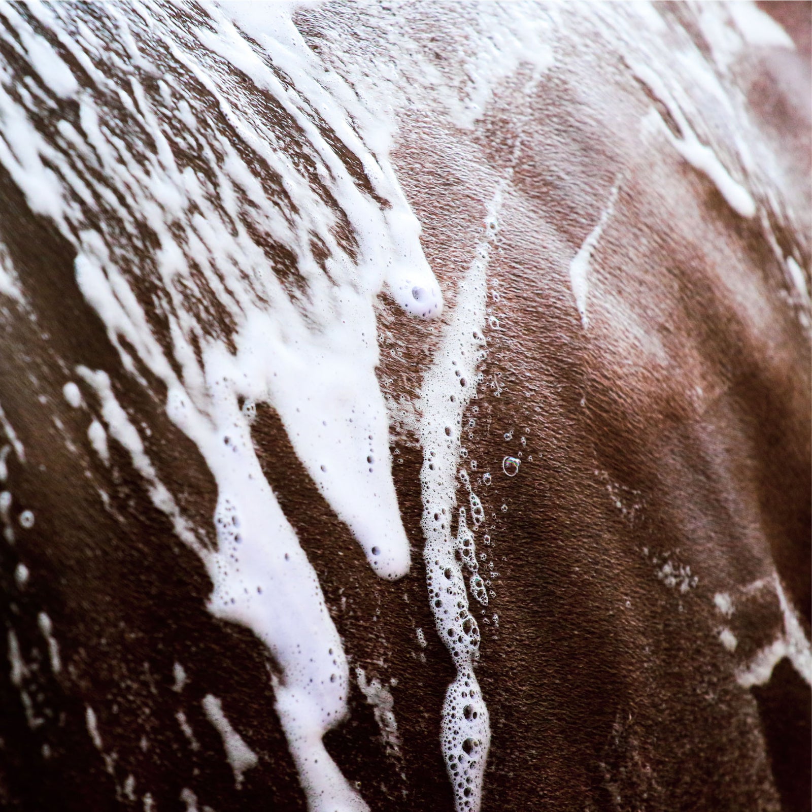 Trio of Natural Shampoo