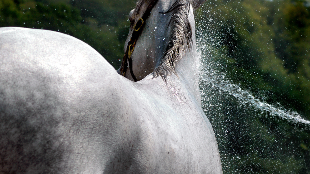 Equidae Botanicals toxic free grooming for horses, natural shampoos, conditioners, coat sprays