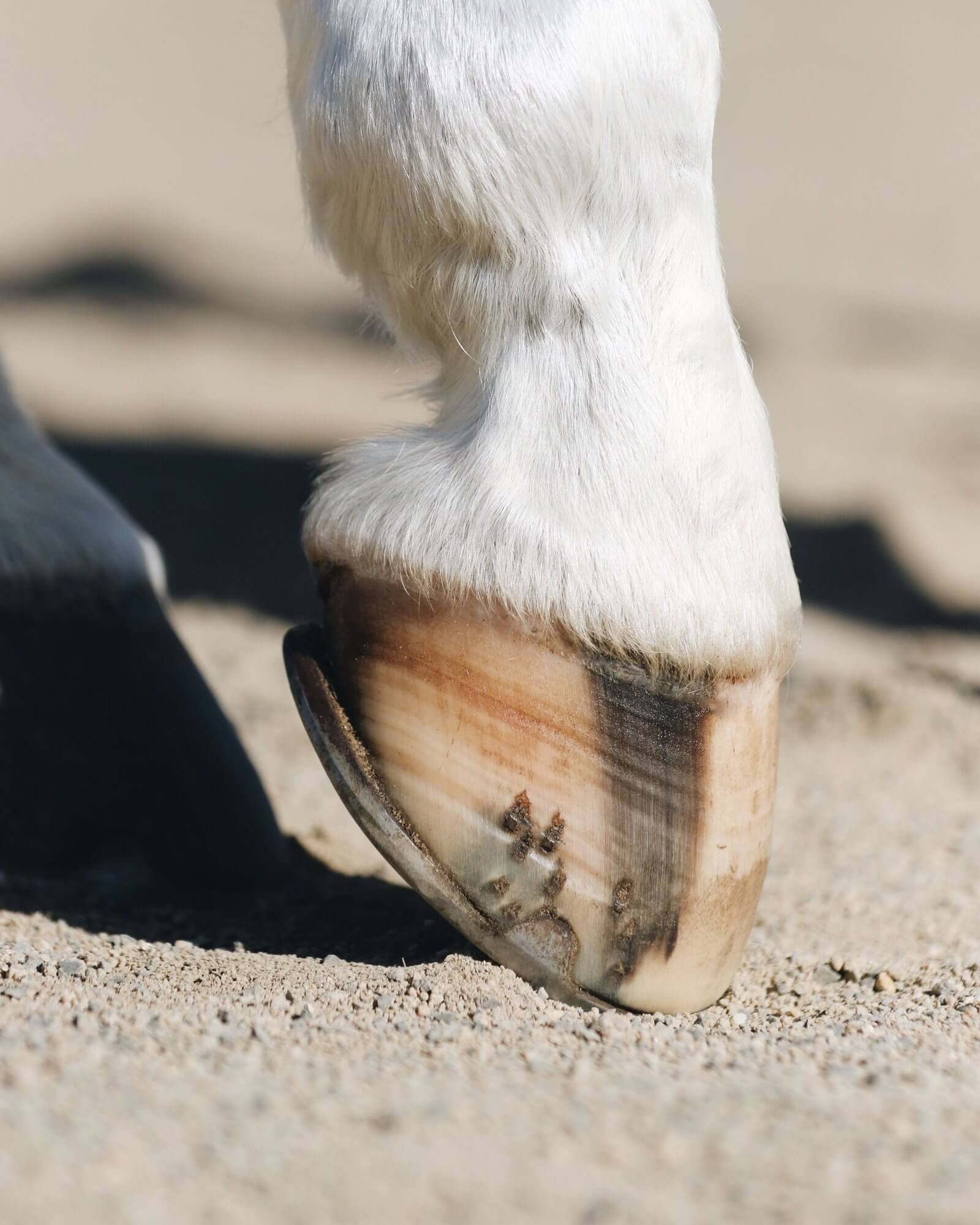 Old lady spraying biotin horse spray onto her horses hooves to strengthen them