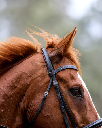 healthy horse running around a paddock after eating natural nutritional supplements from Equidae