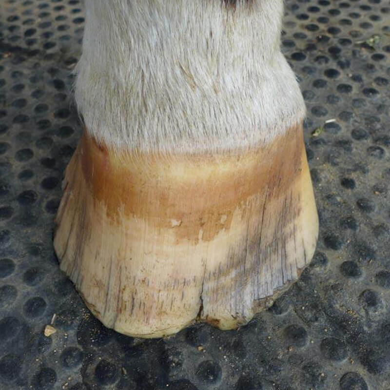 Horse with cracked hooves being given biotin for horses to strengthen cracking hooves and strengthen them against chipping