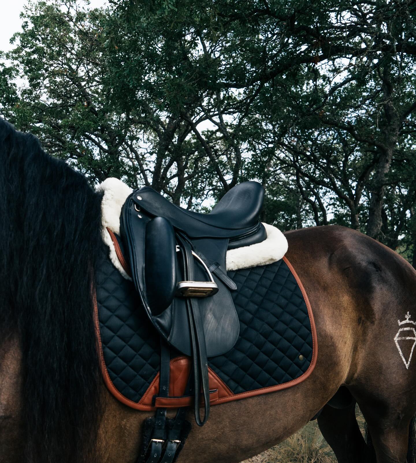 Sixteen Cypress Black & Cognac Dressage Bundle