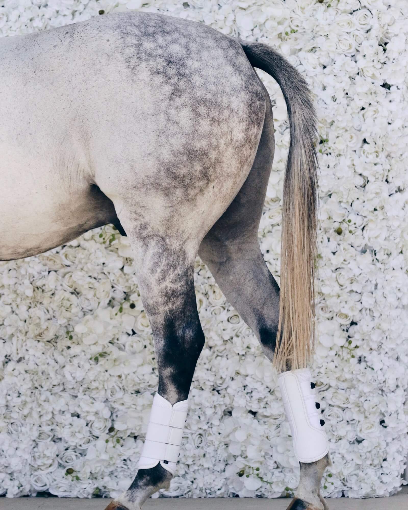 healthy horses running around Queensland farm after eating digestive supplements to boost magnesium levels