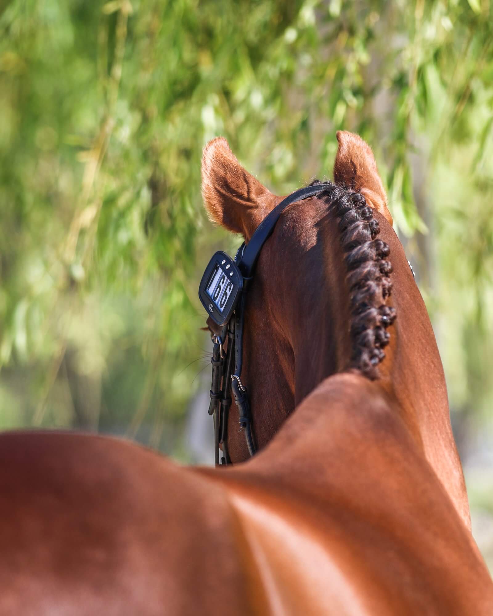 back of brown horse with platted mane and healthy coat after eating magnesium filled muscle supplements and topline