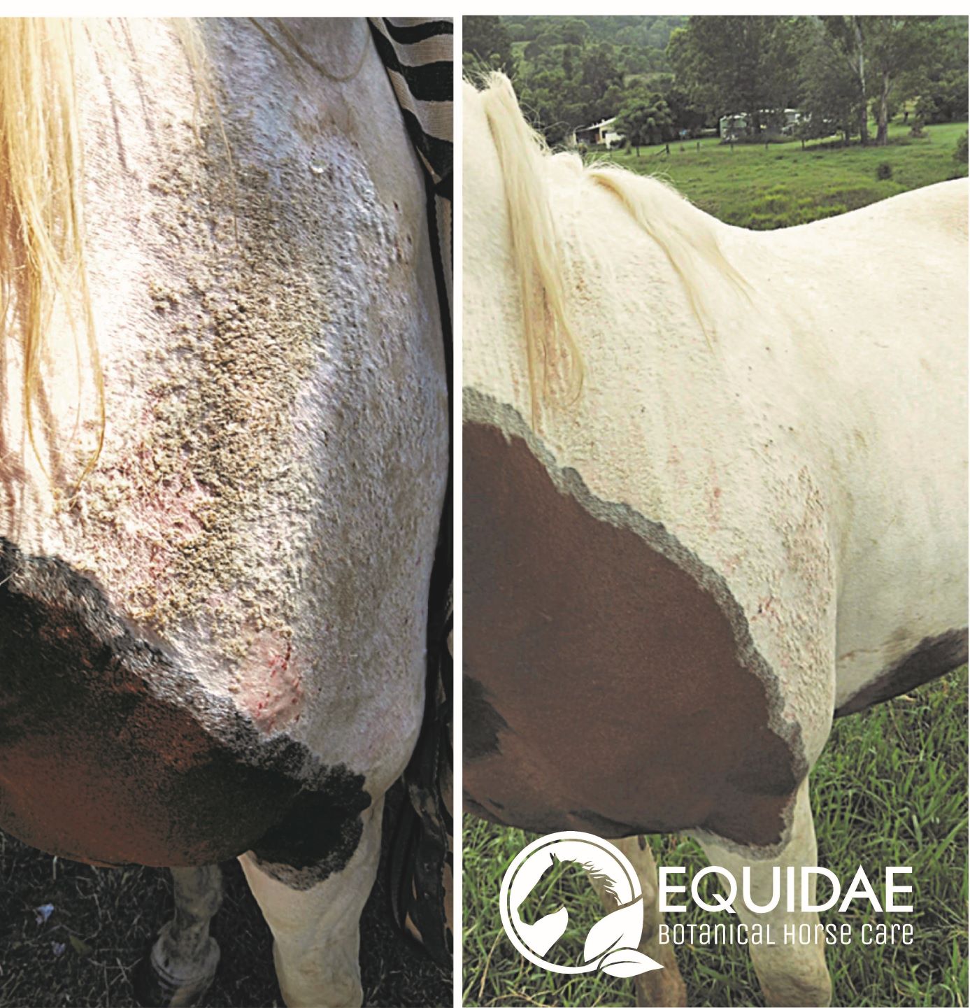 Bottle of horse aloe vera gel being rubbed onto horse with itchy skin to relieve itchiness and prevent scabbing