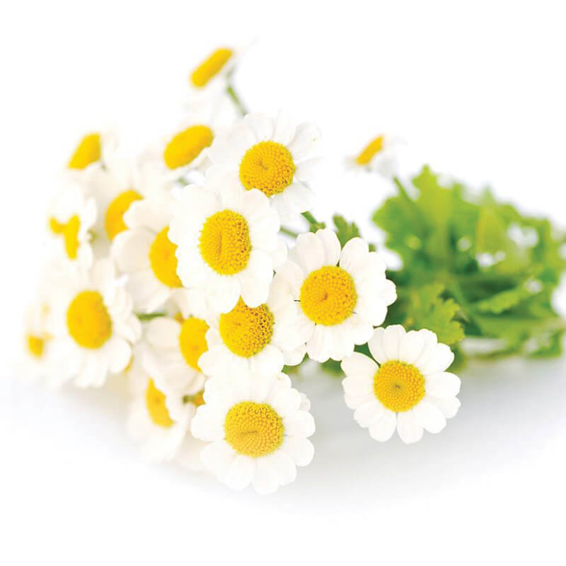 stressed horse eating chamomile food supplement to calm it down before travelling in trailer to competition