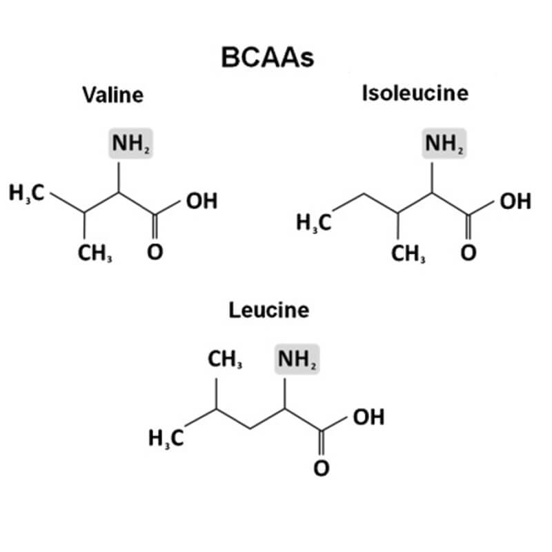 Diagram showing chemical structure or amino acid supplements for horses to keep muscles strong.