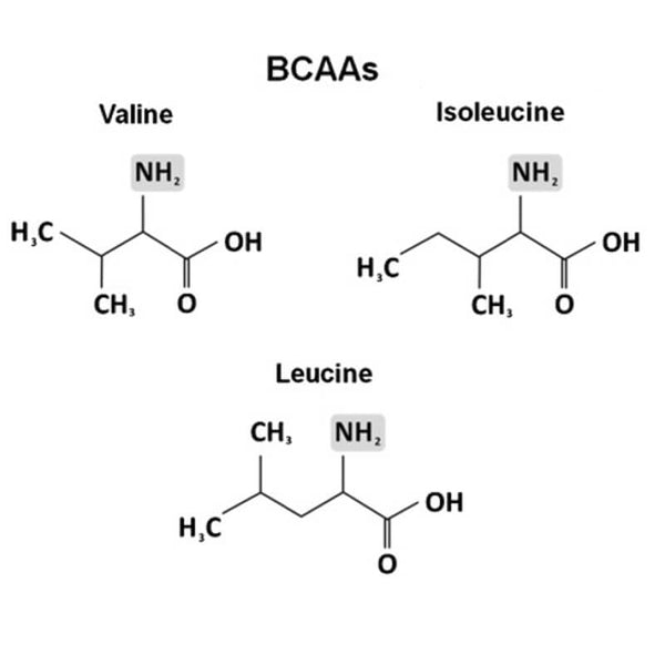 AMINOpaste Amino Acids for Horses BCAA Paste for Horses Equidae