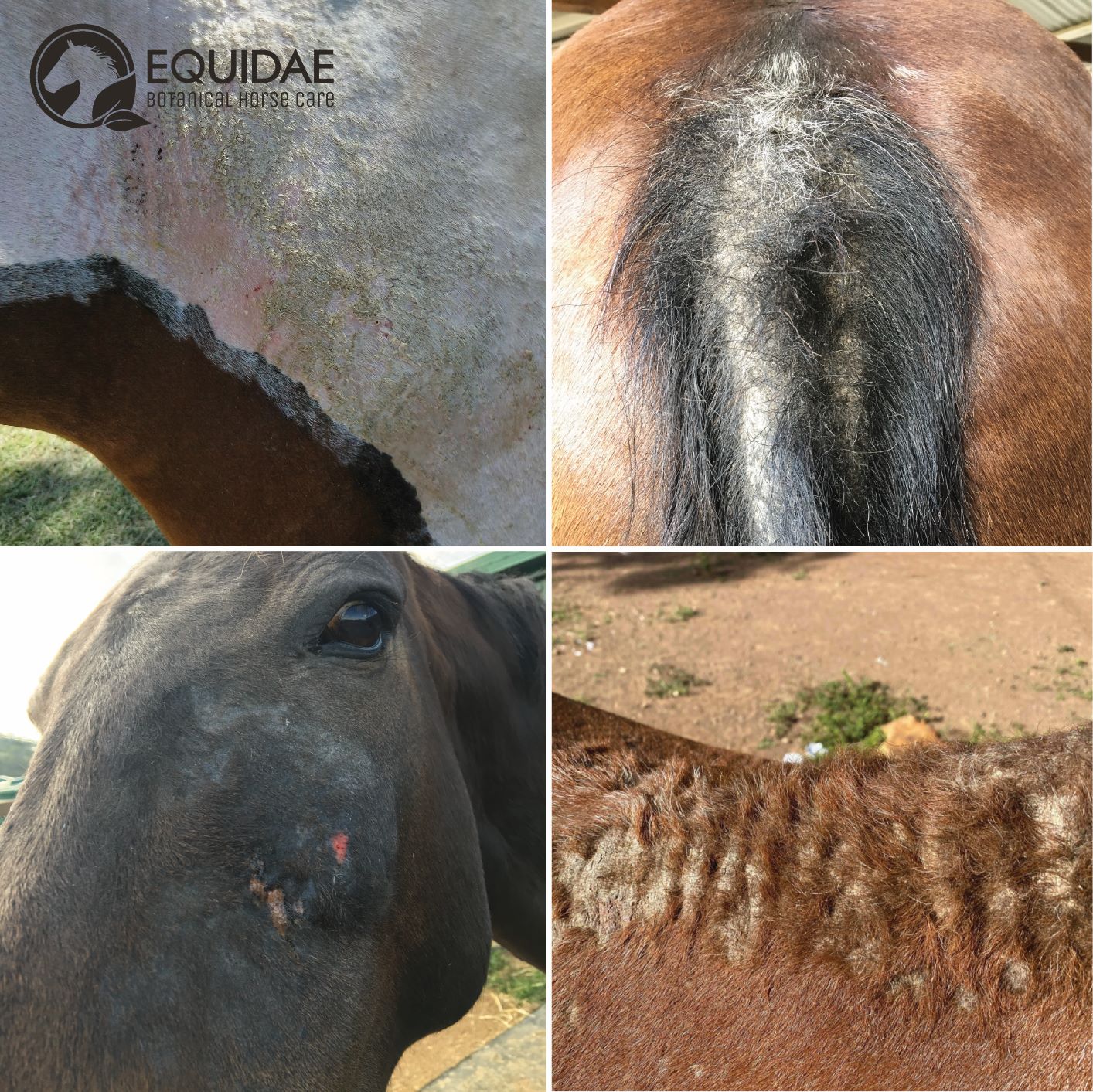DERMAblend (Horse Skin and Coat Supplement)