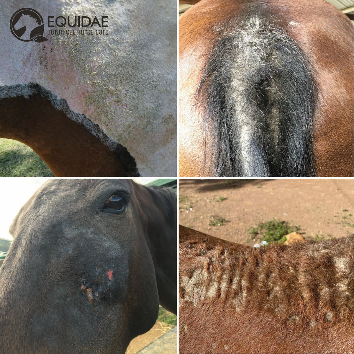 DERMAblend (Horse Skin and Coat Supplement)