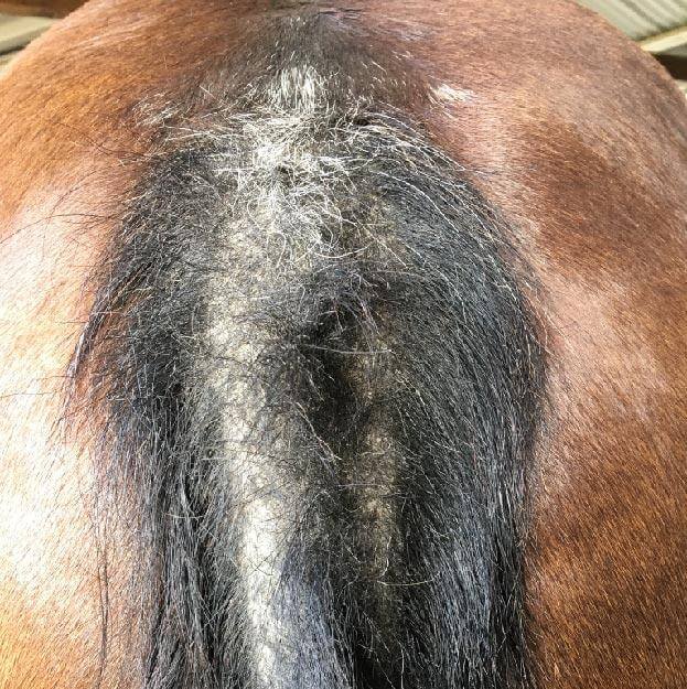Horse spray for treatment of itchy tail