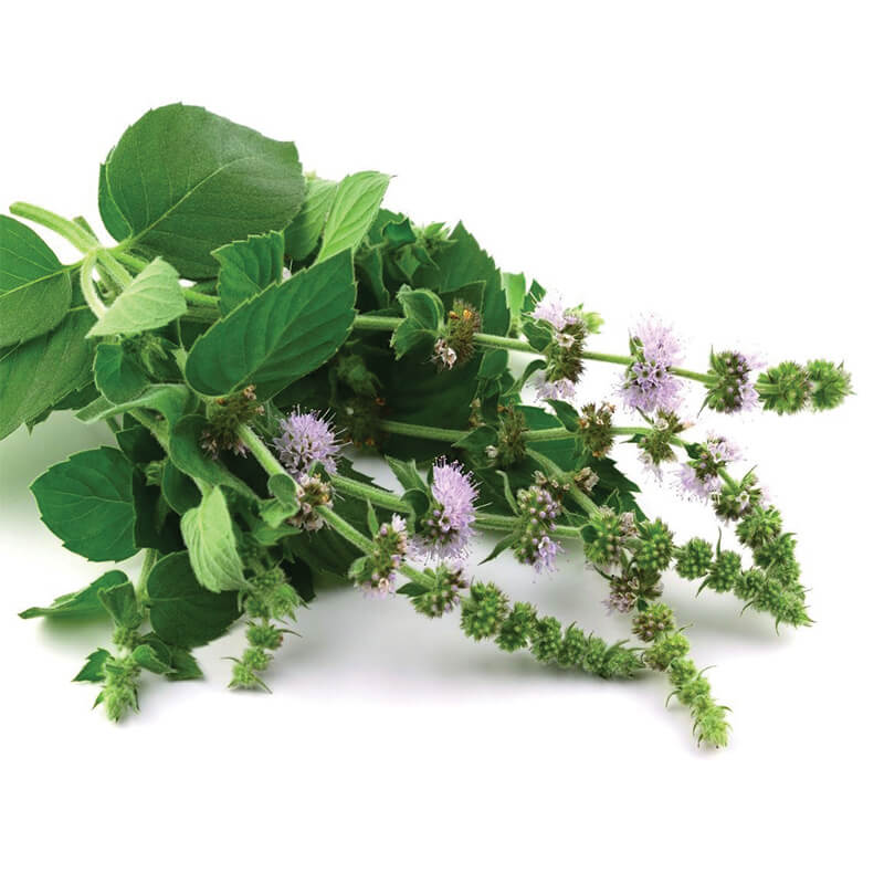 horse calming food with peppermint to reduce stress levels of anxious horse