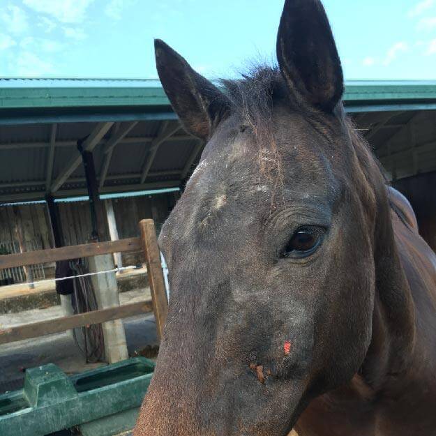 Horse with Queensland Itch being treated with tropical spray