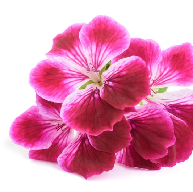 FRESH &amp; FRAGRANT Hand Wash