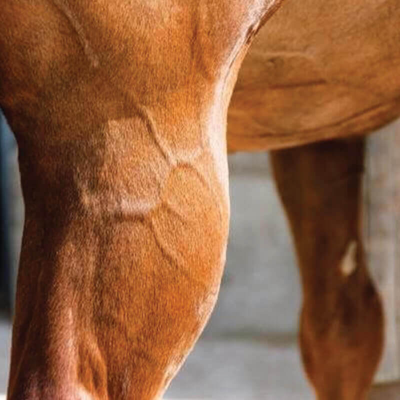 Healthy horse with strong muscles taking amino acids for horses before showjumping event to improve performance.