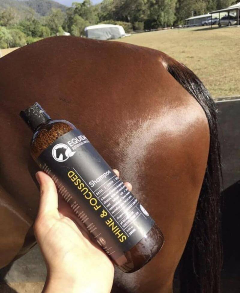 Horse with beautiful shiny coat standing next to big bottle of organic horse shampoo outside stable in Queensland