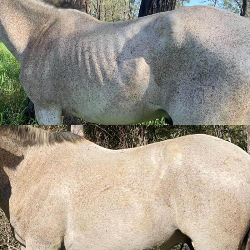 Old horses shiny coat after eating horse protein supplement