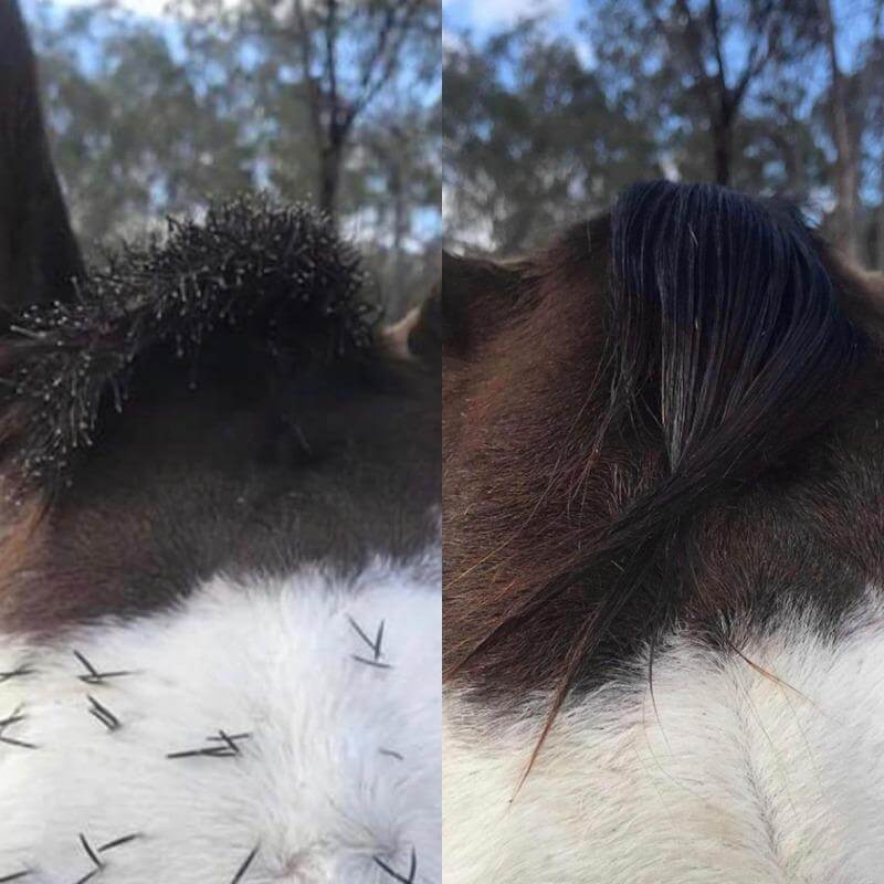 Tangled horses mane filled with seeds and knots having mane detangling spray applied to help remove tangled hairs