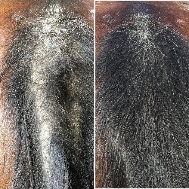 Horse with dry mane and tail having aloe vera infused itchy mane treatment added to nourish and moisturise its mane and tail