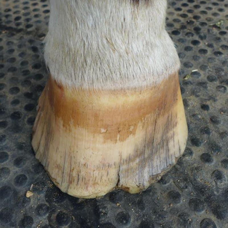 Close-up view of horse hooves with cracks and chips next to bottle of hoof oil for horses