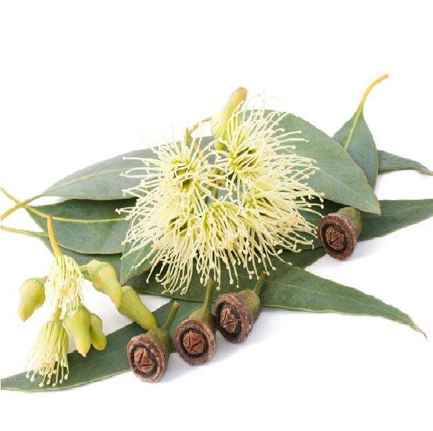 Mosquito repellent spray being sprayed on skin of horse inside a stable in Australia
