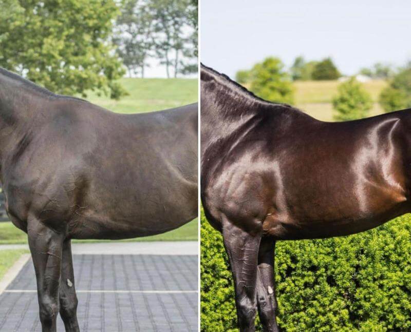 Before and after picture of horse with shiny coat after eating vitamin and mineral supplement for horses over an extended period of time