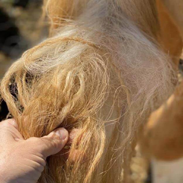 Horse detangling spray being sprayed onto horses tail to remove knots