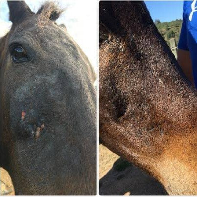 Horse with dry, itchy skin having aloe vera rubbed onto skin to reduce redness and stop itching quickly