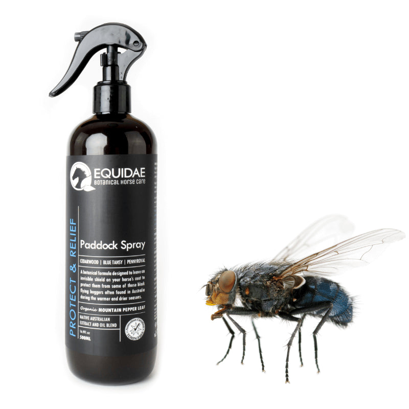 Rider spraying horse fly spray inside paddock to protect horses from horse flies